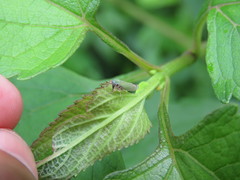 Versigonalia vermiculata
