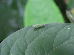 Versigonalia vermiculata