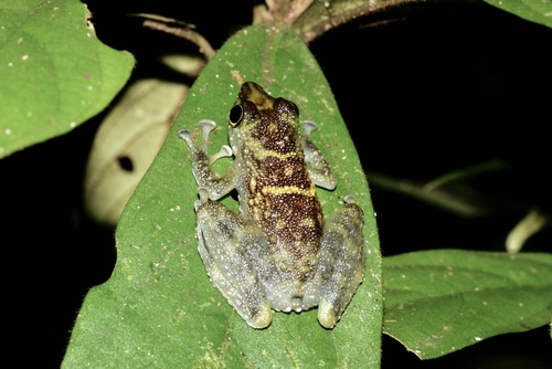 Bornean Rock Frog, Staurois parvus