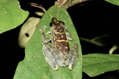 Bornean Rock Frog photo 2