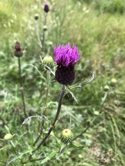 Cirsium grahamii