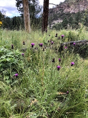 Cirsium grahamii