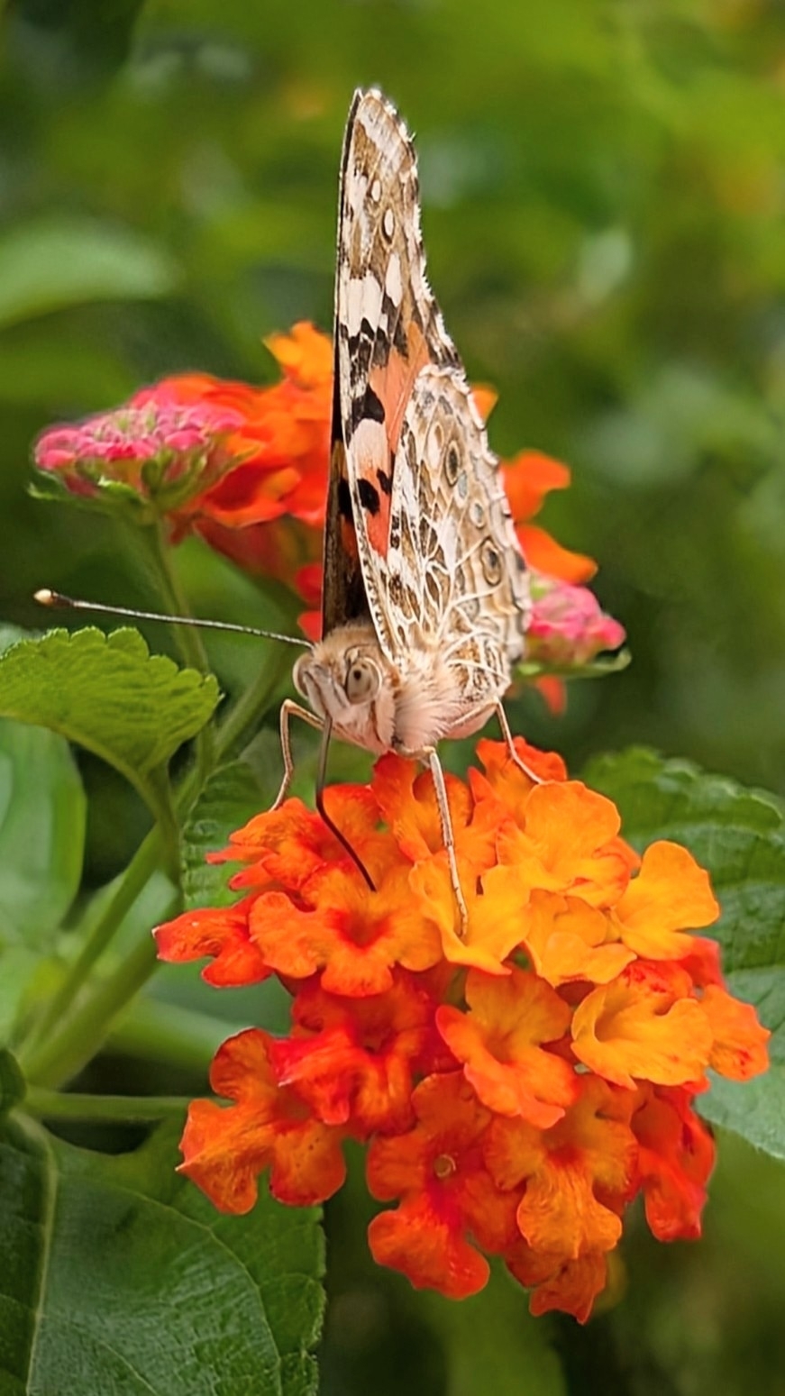 Painted Lady
