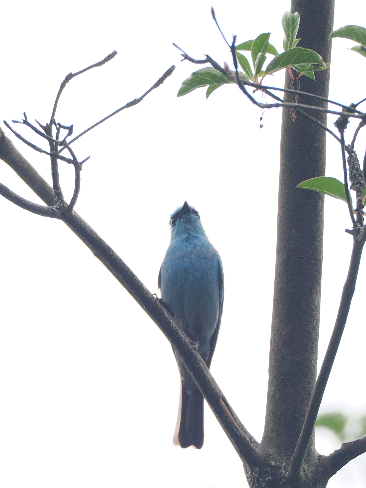 Verditer Flycatcher