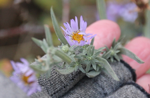 Image of Symphyotrichum defoliatum by (c) Millie Basden, some rights reserved (CC BY)