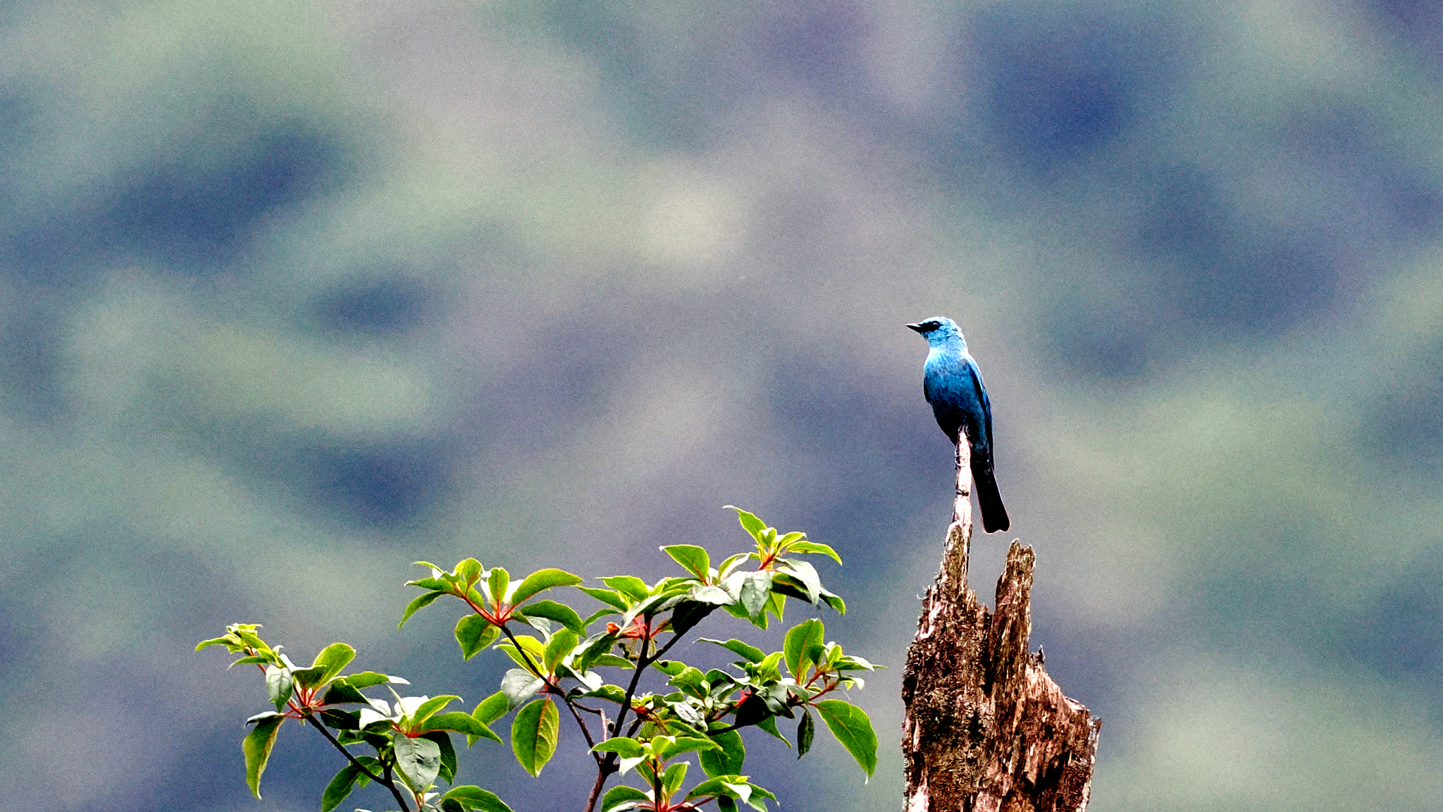 Verditer Flycatcher