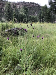 Cirsium grahamii