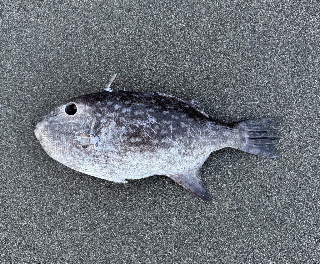 Photo of Spotted Triggerfish (Canthidermis maculata)