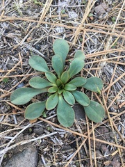 Lewisia kelloggii