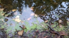 Lemna minor