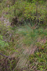 Festuca amethystina