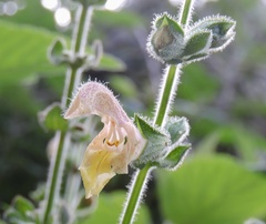 Salvia nubicola