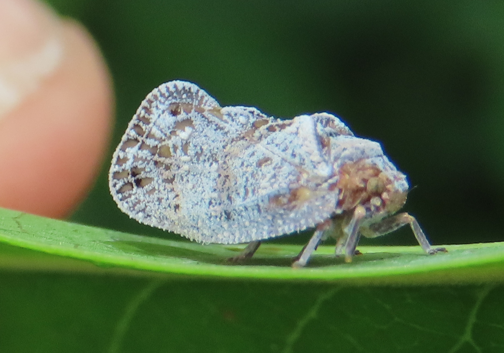 Satapa ferruginea