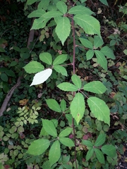 Candicantes