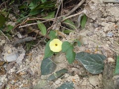 Ipomoea ochracea
