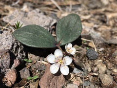 Claytonia crawfordii