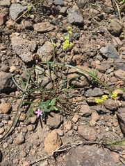 Lomatium stebbinsii