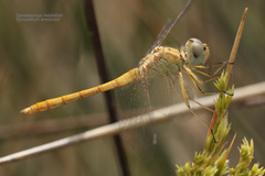 Sympetrum arenicolor