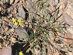 Lomatium stebbinsii