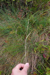 Festuca amethystina
