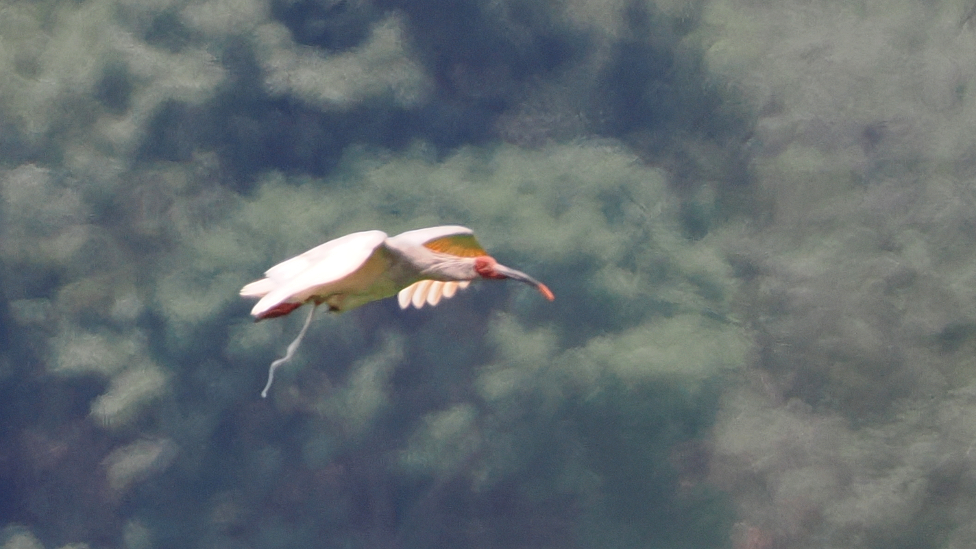 Crested Ibis