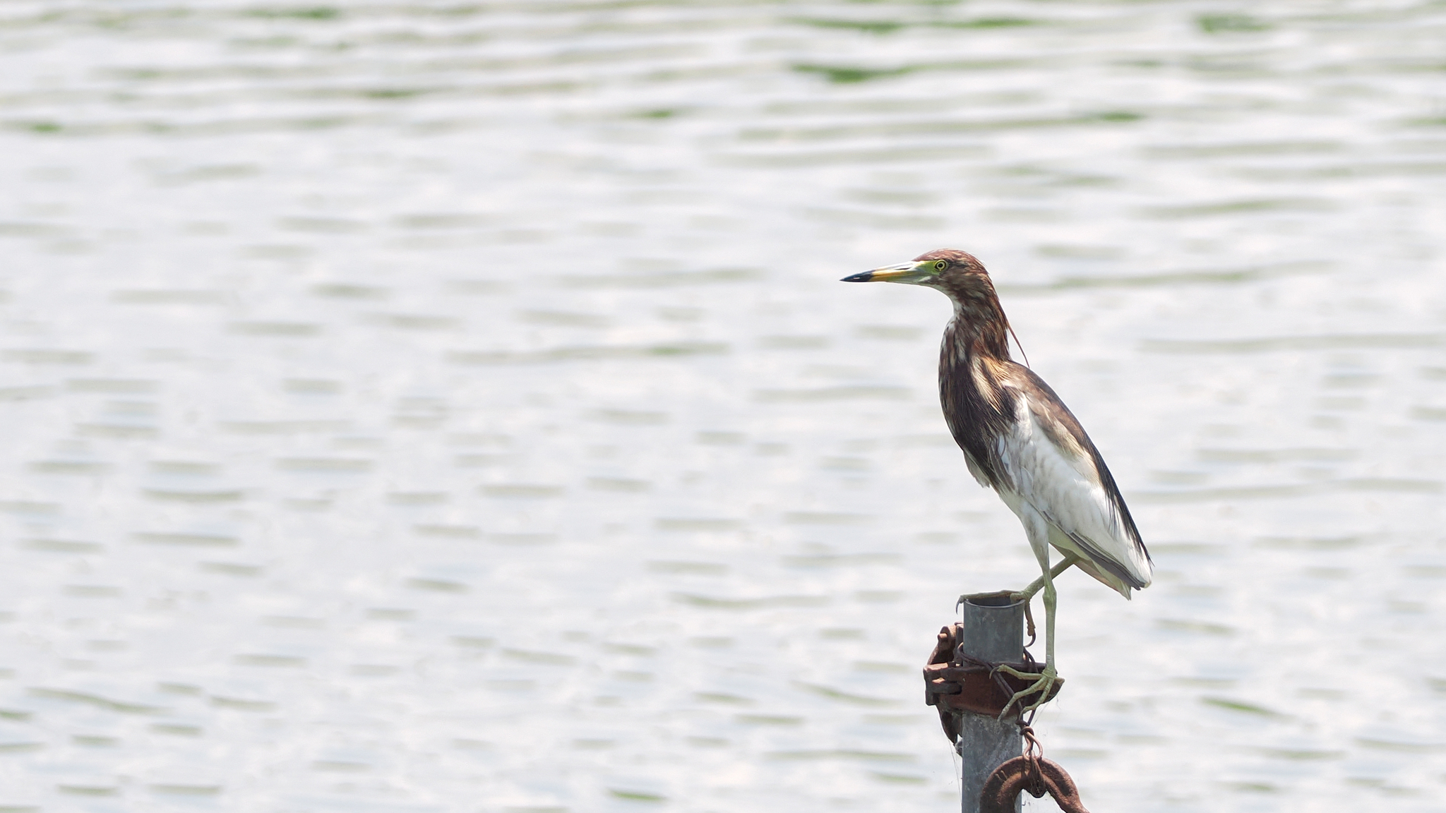 Chinese Pond Heron