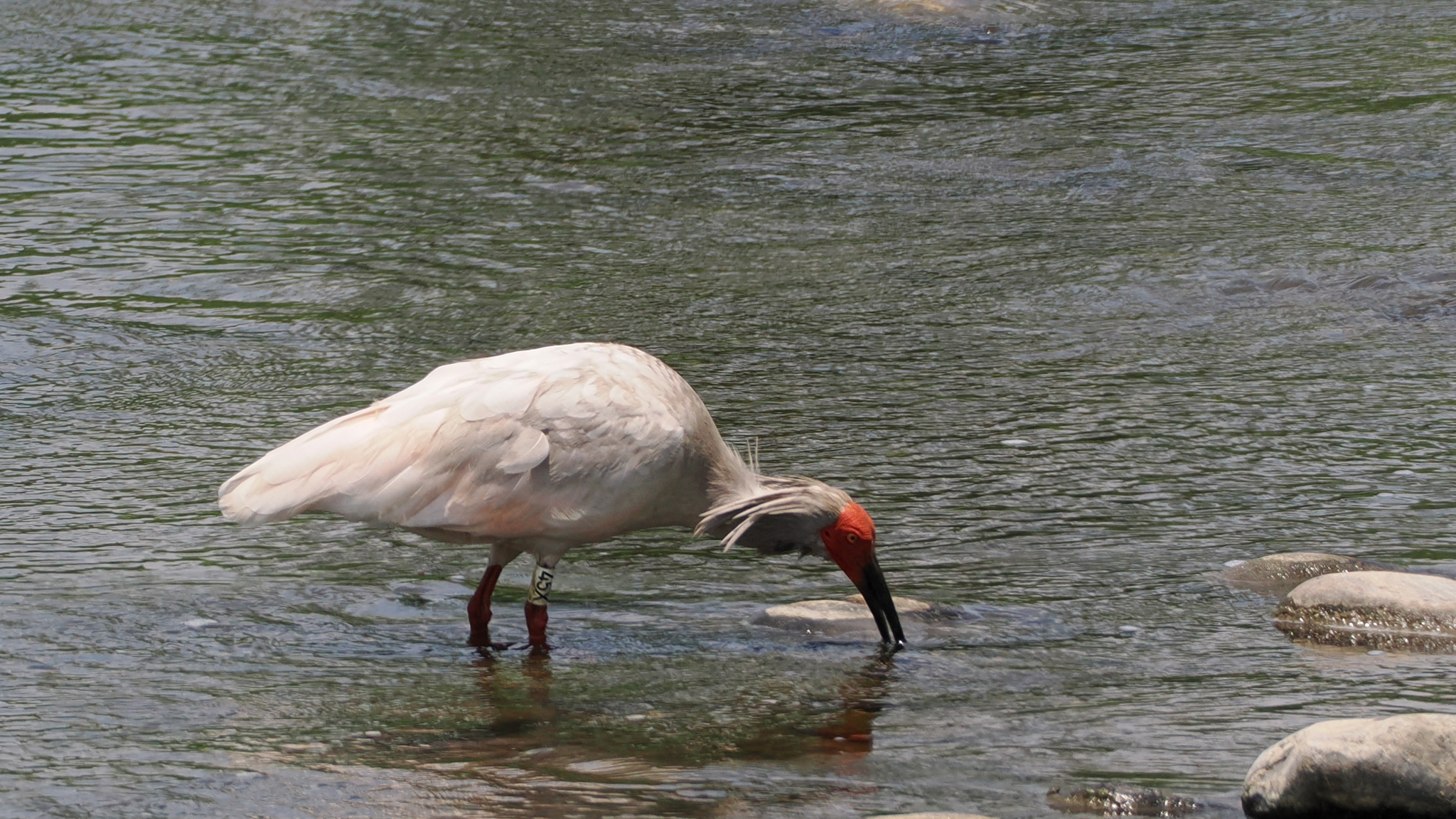 Crested Ibis