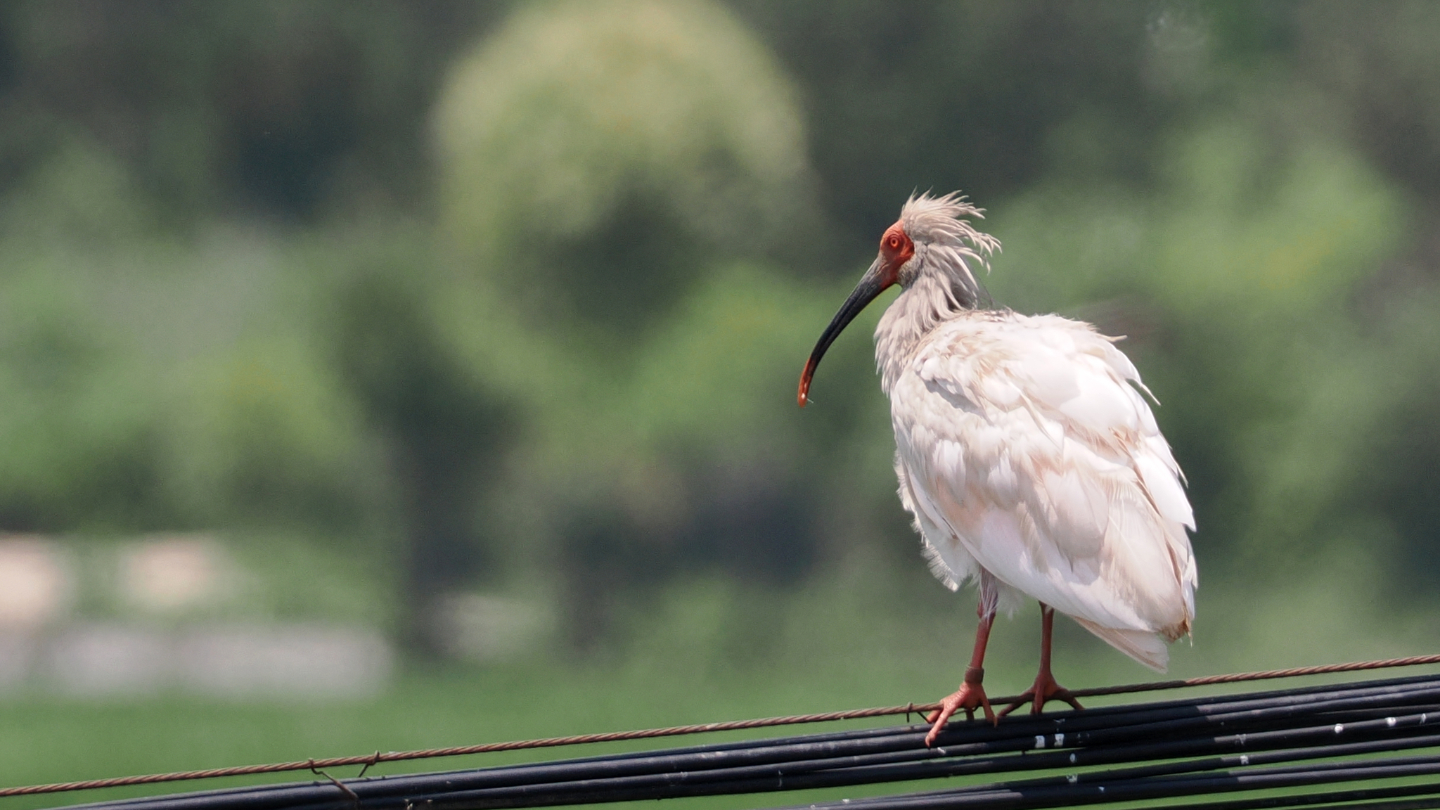 Crested Ibis