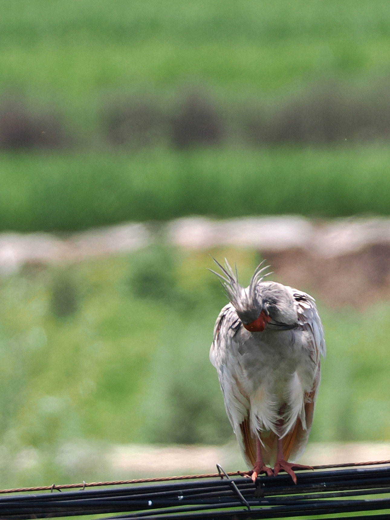 Crested Ibis