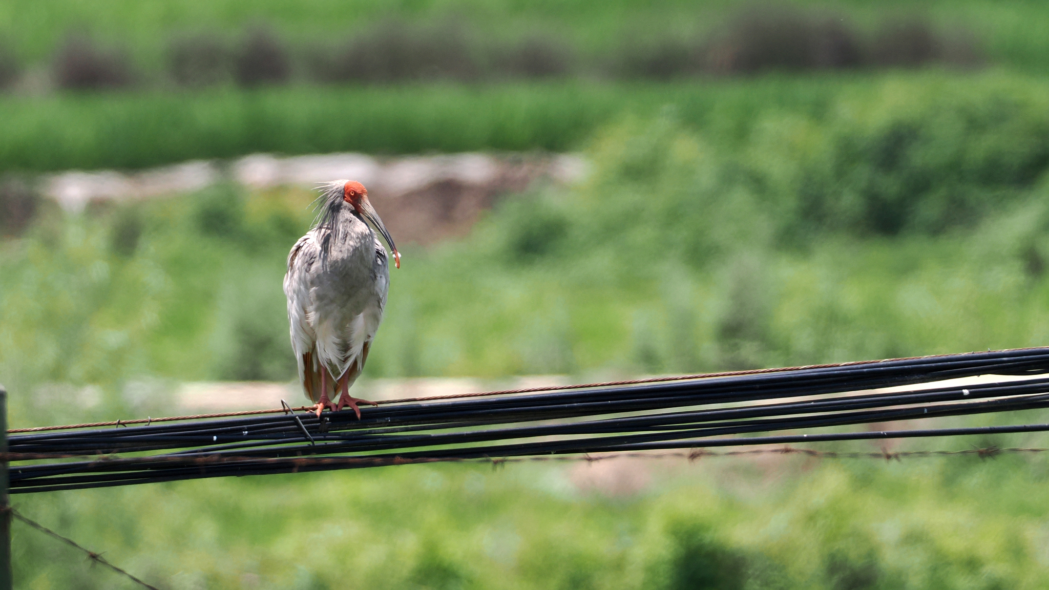 Crested Ibis