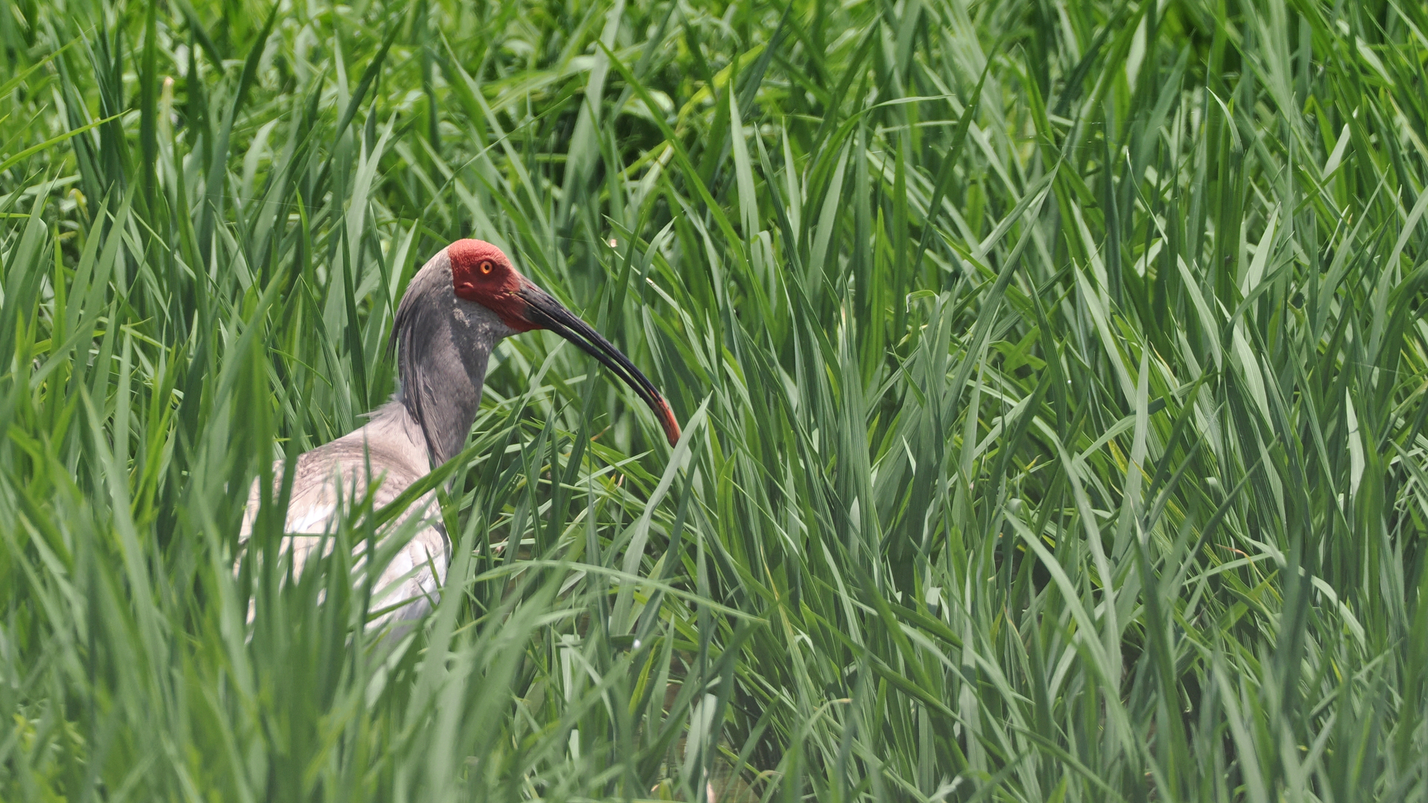 Crested Ibis
