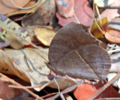 Junonia artaxia