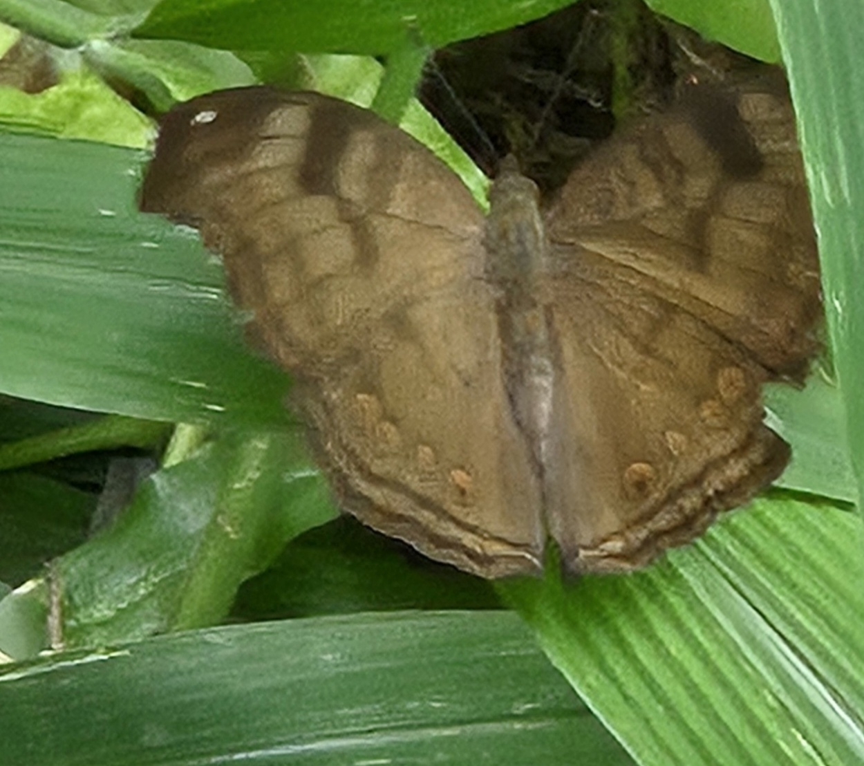 Chocolate Pansy