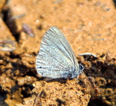 Pseudonacaduba sichela sichela