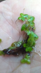 Lemna minor