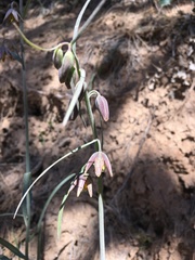 Fritillaria