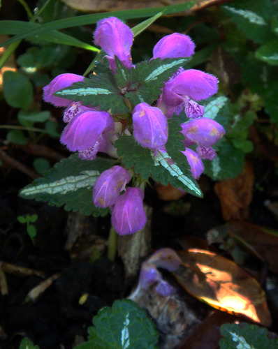 Lamium maculatum