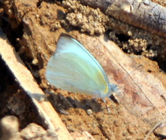 Appias epaphia contracta