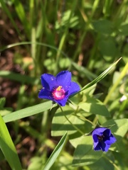 Anagallis