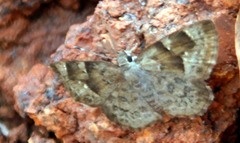 Sarangesa phidyle