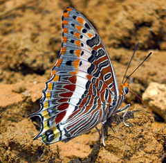 Charaxes saturnus saturnus