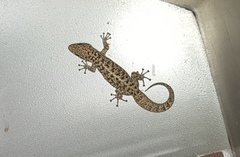 Phyllodactylus tuberculosus