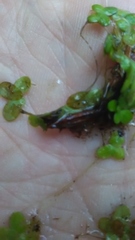 Lemna minor