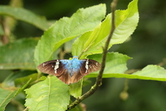 Astraptes