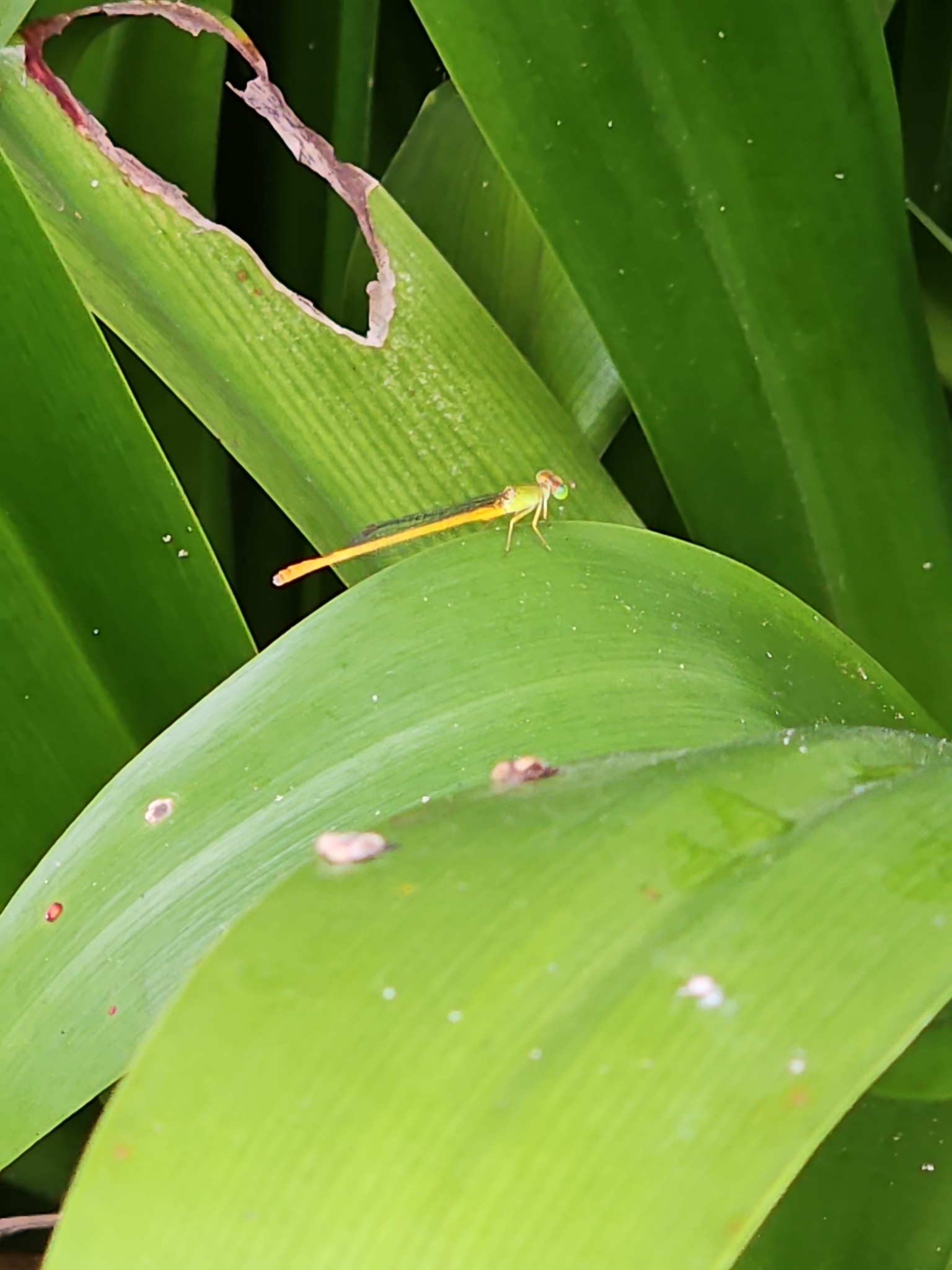 Coromandel Marsh Dart