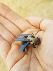 Xylocopa grisescens