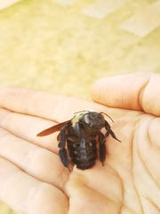 Xylocopa grisescens