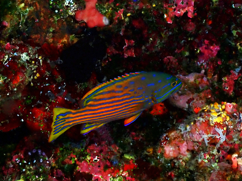 Blue-lined hind (Cephalopholis polleni) — Serranidae — 4