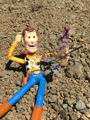 Streptanthus hispidus