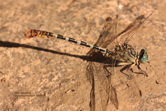Onychogomphus lefebvrii